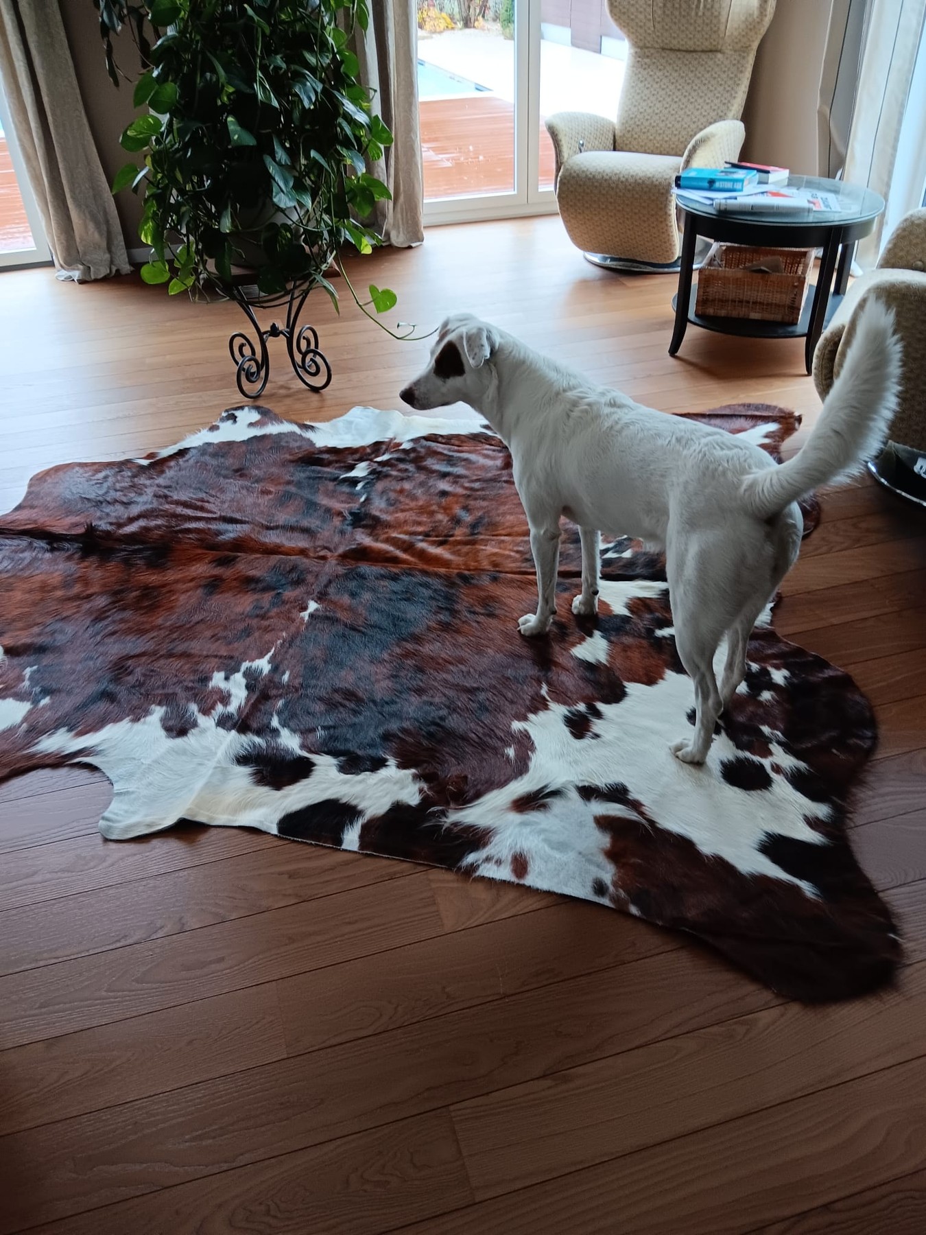 Peau de vache marron et blanche sur un parquet avec un chien blanc, un fauteuil et une plante